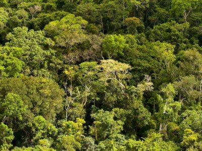 Desmatamento na Amazônia tem queda 61% em janeiro, aponta Inpe