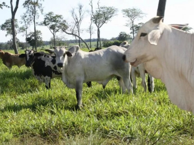 Governo do Pará confirma caso atípico de vaca louca no estado