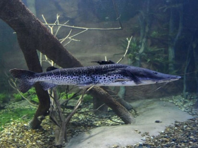 Pesca do Pintado é liberada em Mato Grosso do Sul