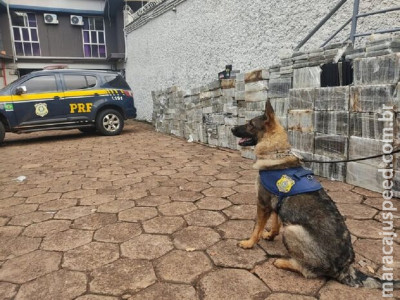 PRF apreende mais de 1,8 toneladas de cocaína em Sidrolândia