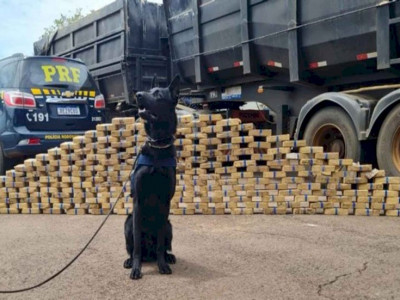 Caminhoneiro é preso após cães farejarem 210 quilos de cocaína em veículo em MS