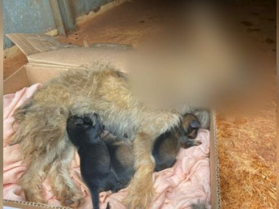 Mulher é autuada por maus-tratos a animais em Batayporã