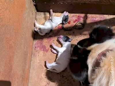 Sem alimento e água, filhotes morrem e 7 cães são resgatados
