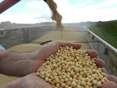 Exportações de soja em grão e farelo crescem em 2023