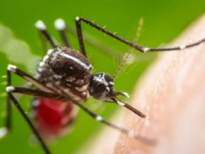 Dois homens morrem por coinfecção de chikungunya e dengue em MS