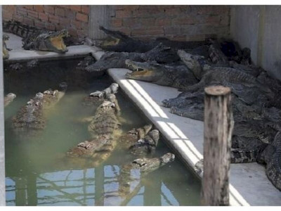 Idoso de 72 anos é atacado e devorado por 40 crocodilos