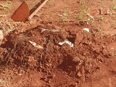 Marido expulsa esposa e filha de casa e mata cachorro esganado