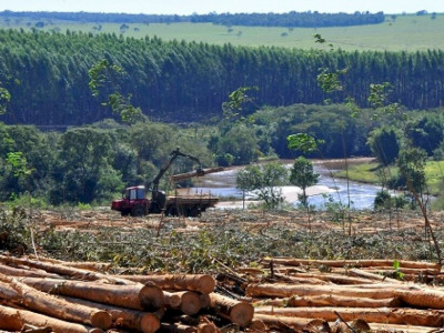 Na terra do boi e da soja, eucalipto é o melhor negócio