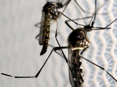 Saúde lança campanha após aumento da dengue, Zika e chikungunya