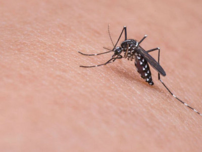 Com chegada do frio, casos de dengue diminuem em Campo Grande