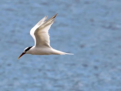 Gripe aviária: Mapa confirma mais dois casos em aves silvestres