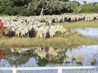 Iagro prorroga prazo para declaração de rebanho no Estado