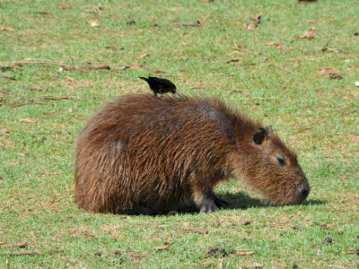 Mato Grosso do Sul tem seis casos suspeitos de febre maculosa 