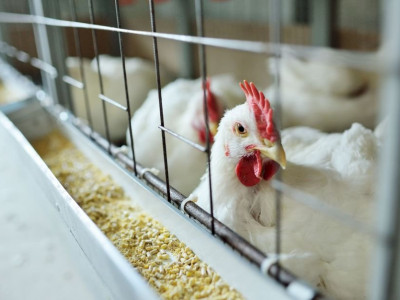 Ministério da Agricultura confirma mais quatro casos de gripe aviária