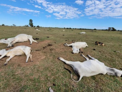 Número de cabeças de gado mortas pelo frio sobe e ultrapassa 1,5 mil