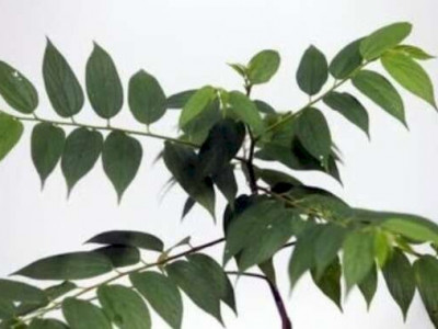 Planta encontrada em Mato Grosso do Sul produz canabidiol, aponta estudo