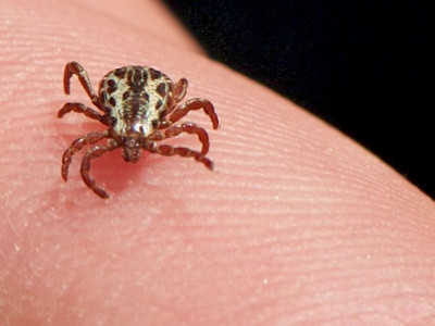 SP confirma três mortes por febre maculosa em Campinas