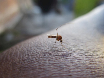 Vacina contra a dengue começa a ser aplicada nesta semana na rede particular