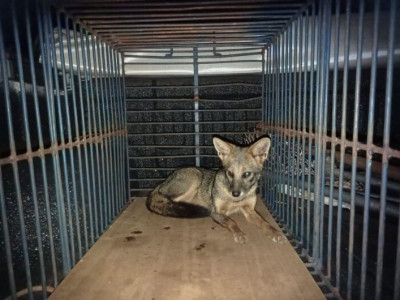 Cachorro-do-mato é capturado após invadir residência