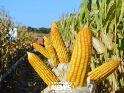 Preço do milho mostra sinais de recuperação em Dourados