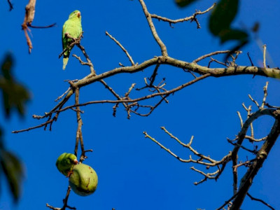 Sem previsão de chuva, tempo continua seco em Mato Grosso do Sul