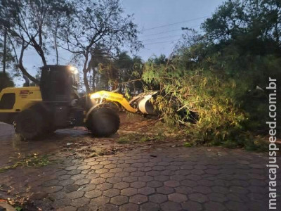 Vendaval derrubou 14 árvores e destelhou casas em Amambai