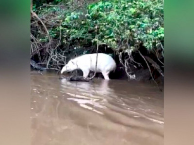 Anta albina raríssima é encontrada em rio de Mato Grosso do Sul