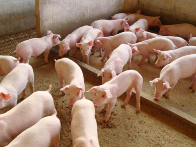 Carne suína tem valorização em setembro mas clima retrai demanda