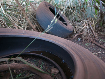 Dengue mata mais uma pessoa e número de óbitos chega a 37