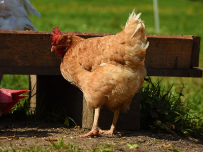 Estado tenta encurtar embargo japonês à carne de frango de MS