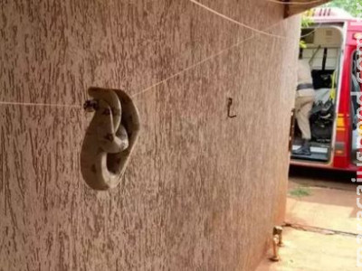 Jiboia é encontrada no varal de residência em Sidrolândia