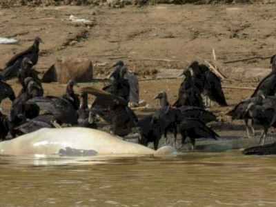 Mais de cem botos morrem em lago superaquecido no Amazonas 