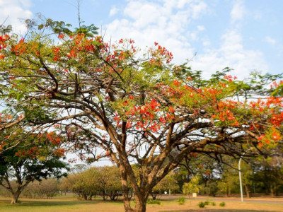 Primavera começa às 3h50 deste sábado