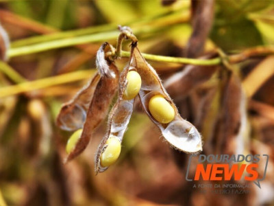 Vazio sanitário da soja em Mato Grosso do Sul termina amanhã