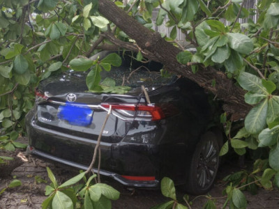 Árvore cai sobre veículo estacionado; ninguém ficou ferido