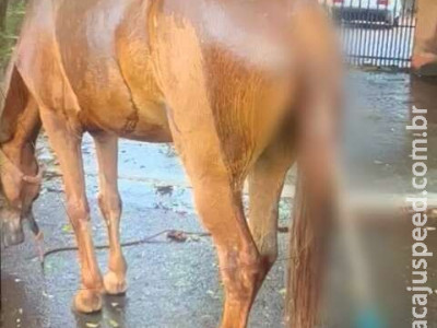  Cavalo morre após ter objeto metálico introduzido no ânus em MS 