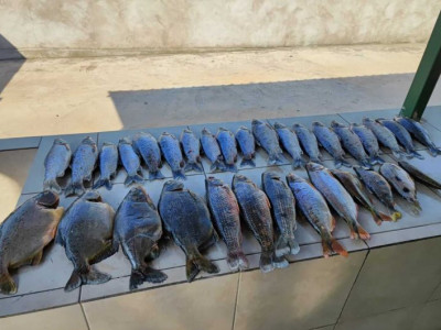 Homem é multado e preso pela prática de pesca predatória