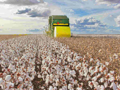 Ministério da Ciência proíbe cultivo de algodão em sete cidades de MS