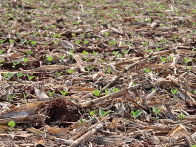 Plantio da soja avança e chega a quase 1 milhão de hectares em MS