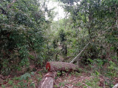 Produtor é multado em R$ 36 mil por derrubar mais de 100 ávores para fazer postes e cercas