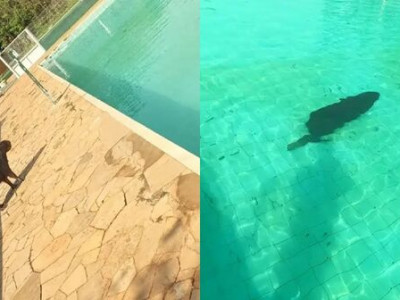 Capivara é flagrada tomando banho em piscina em Paranaíba