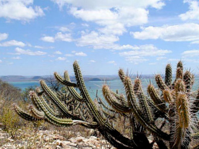 Governo recebe proposta para criação de fundo para a Caatinga