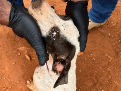 Mulher é presa por deixar cachorros em situação de abandono