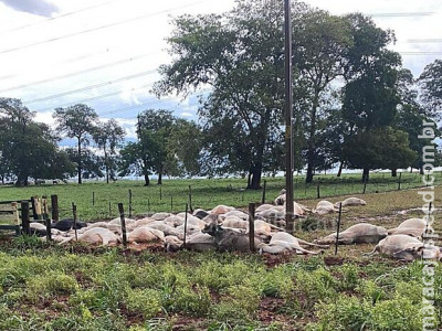 Queda de raio em fazenda mata gado em Selvíria