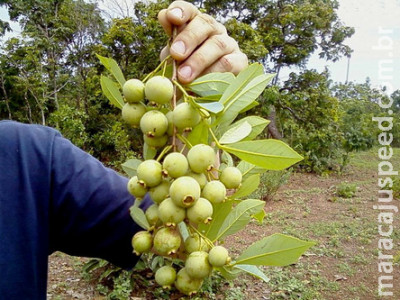 Sidrolândia partipará do 6º Seminário Estadual da Guavira