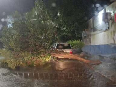 Ventania derruba árvores e causa estragos em Nova Andradina