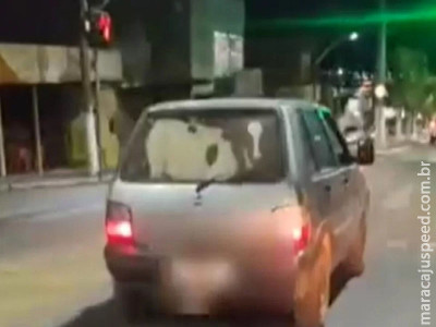 Bezerro é filmado dentro do porta-malas de carro em Goiás