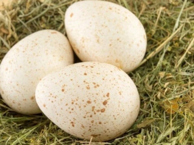 Bolívia: Brasil abre mercado de ovos férteis de peru