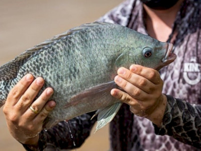 Brasil não vai importar tilápia do Vietnã, diz ministro