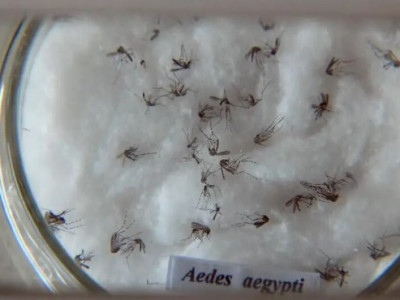 Casos prováveis de dengue no Brasil aumentam 17,5% em 2023